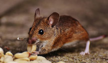 24 Hour & Emergency Exterminators in Stevenson, WA